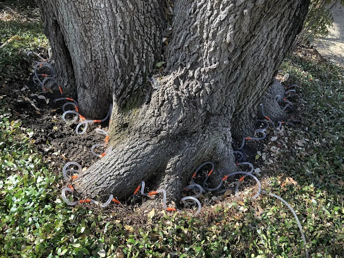 Detailed Tree Cabling and Bracing job site in Cooper Landing