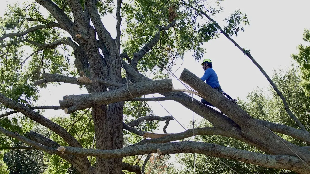 Professional Crown Thinning performed by certified arborists in Cooper Landing